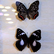 Hestina assimilis butterfly