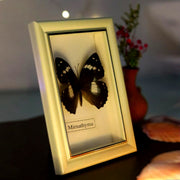 Mirnathyma butterfly