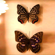 Colorfull Butterfly
