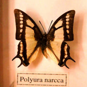 Polyura Narcca butterfly