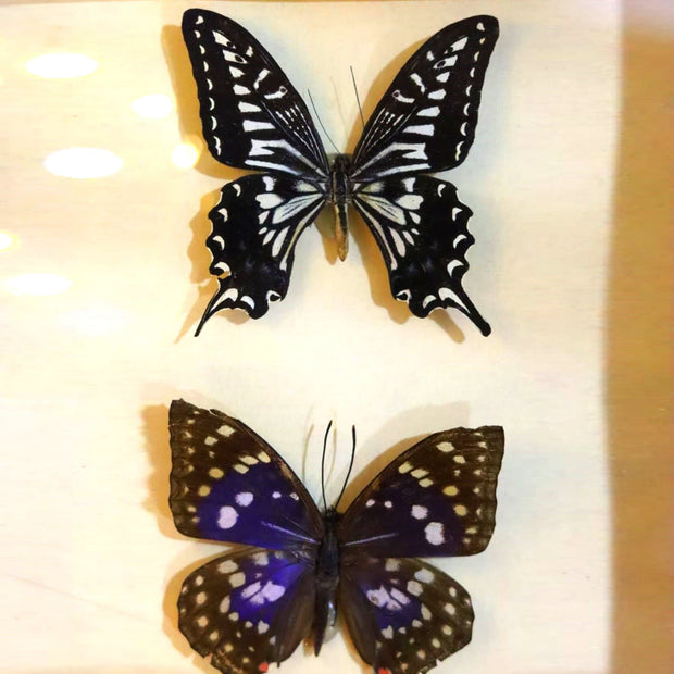 Anise butterfly