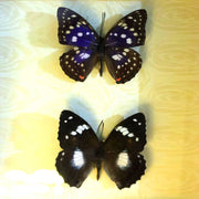 Purple emperor Butterfly