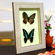 Hestina assimilis Butterfly